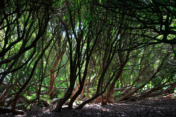 Saint Austell (England), UK - August 19, 2015: The Lost Gardens of Heligan, Cornwall, England, United Kingdom.