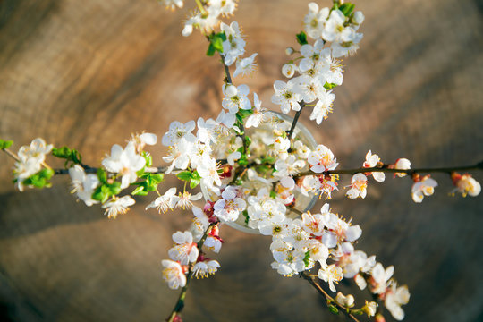 Cherry Tree Blossom. View From Above. Spring Mood . Flowering Branches