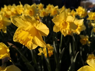 Yellow daffodils blooming at Easter, Narcissus