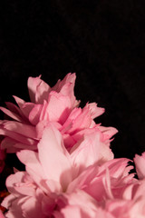 Close Up of Fresh Cherry Blossom Flowers in Bloom For Background