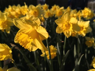 Yellow daffodils blooming at Easter, Narcissus