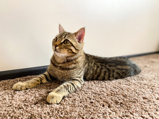 A close-up of a cat of the breed Scotsman, which lies on the carpet.