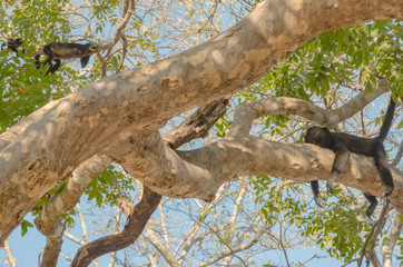 Fototapeta na wymiar HOWLING MONKEYS ON TREE