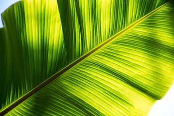 Tropical sunny green leaves. Natural background.