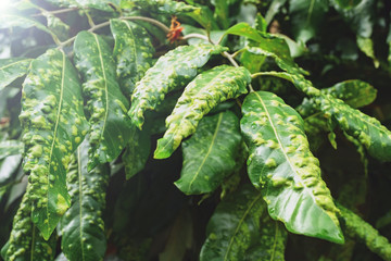 Longan is a leaf spot disease, Unhealthy leaf, Longan leaves that are diseased due to bad weather Must be treated and looked after correctly, Leaf spot disease of longan.