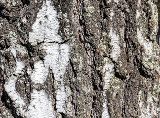 
embossed tree bark background texture