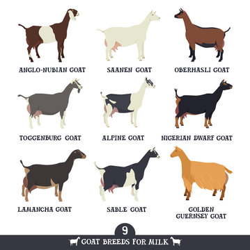 Set of nine breeds of domestic goats Flat vector illustrations Isolated objects Cattle breeding and stock raising