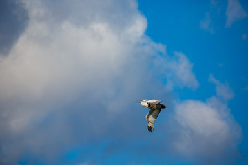 Fototapeta na wymiar Amazingly beautiful big Dalmatian single pelican flying with big span of wings. Cloudy winter blue sky over Porto Lagos, Northern Greece. Picturesque frozen moment of Nature