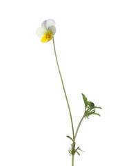 Tiny yellow flowers in spring isolated on white background