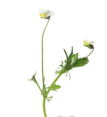 Tiny yellow flowers in spring isolated on white background