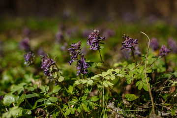 first spring flowers in the forest