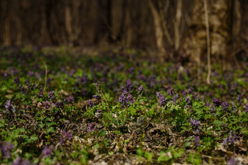first spring flowers in the forest