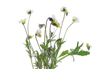 Fresh bouquet tiny yellow flowers in spring isolated on white background