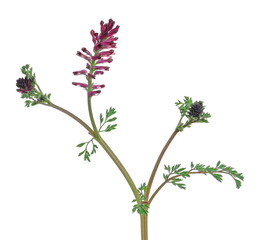 Fresh purple field flowers in spring isolated on white background, clipping path