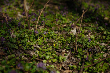 first spring flowers in the forest