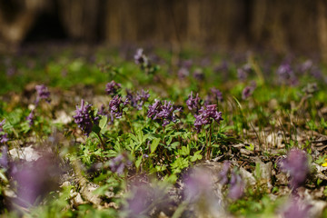 first spring flowers in the forest