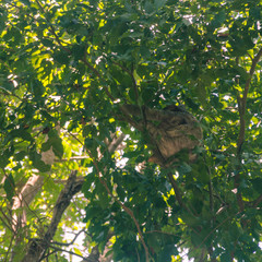 sloth on tree 01