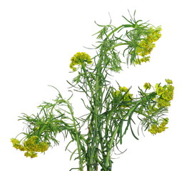 Yellow green field flowers in spring isolated on white background