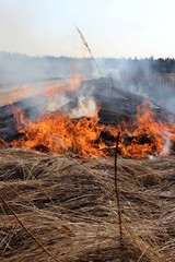 Burning field with old dry grass on fire at spring time in Latvia 