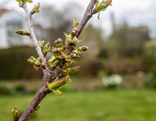 Young green kidneys begin to develop on a cherry tree. Spring cherry branch, nature awakening