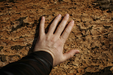 hand on the tree. bark structure
