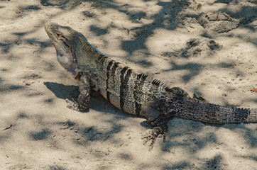 Big Iguana 02