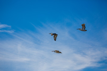 Amazingly beautiful group of three big Dalmatian pelicans flying with big span of wings. Cloudy winter blue sky over Porto Lagos, Northern Greece. Picturesque frozen moment of Nature