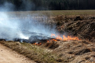Obraz premium Burning field with old dry grass on fire at spring time in Latvia 