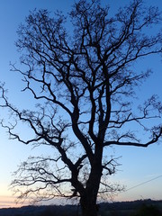 tree at sunset