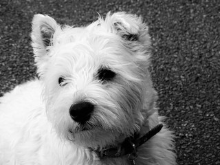 west highland white terrier black and white