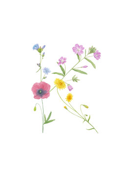 Watercolor hand drawn wild meadow flower alphabet collection. Letter K (chicory, fireweed, dandelion, poppy)  isolated on white background. Monogram element for summer design.