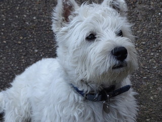 west highland white terrier