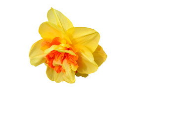 Yellow narcissus closeup isolated on white background