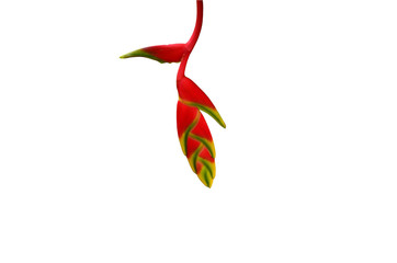 Red and yellow Heliconia flower isolated on the white background