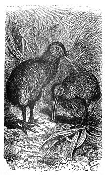 Kiwi bird / Antique engraved illustration from Brockhaus Konversations-Lexikon 1908