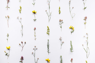 Colorful pattern of field flowers on a white background