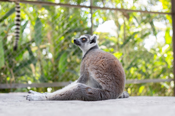 Fototapeta premium Lemur in Vinpearl Safari park. 
