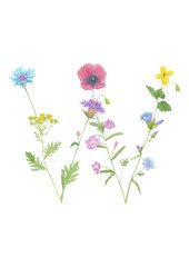 Watercolor hand drawn wild meadow flower alphabet collection. Letter W (chicory, poppy, tansy, cornflower, celandine, fireweed)  isolated on white background. Monogram element for summer design.