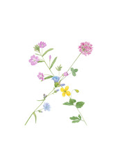Fototapeta na wymiar Watercolor hand drawn wild meadow flower alphabet collection. Letter X (chicory, clover, celandine, fireweed) isolated on white background. Monogram element for summer design.