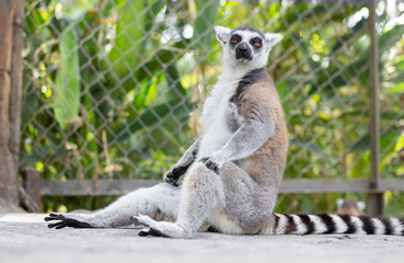 Lemur in Vinpearl Safari park. 