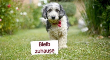 Fototapeta premium The cute black and white adopted stray dog on a green grass.