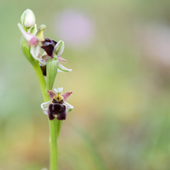 Orphys - wild orchid growing in the Corsican Maquis