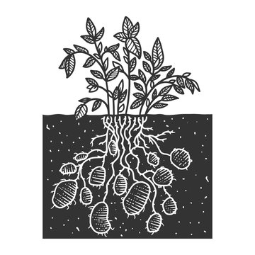 Potato plant root vegetable sketch engraving vector illustration. T-shirt apparel print design. Scratch board imitation. Black and white hand drawn image.
