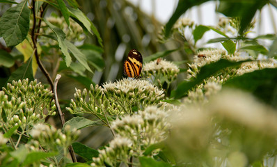 butterfly in rural area