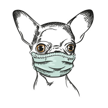 Vector image of a Chihuahua dog Dog in a medical mask.