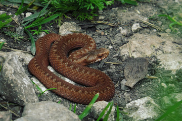 A viper ready to bite