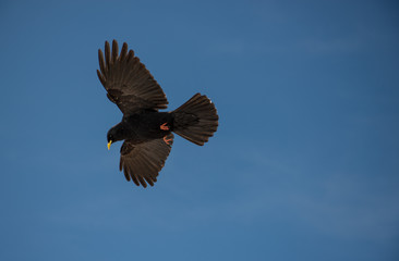 red winged blackbird