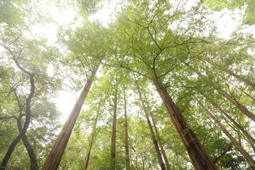 Fototapeta premium 緑の天井
