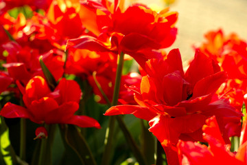 red and yellow tulips