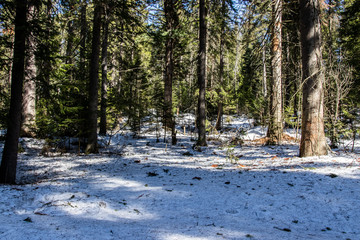 Snowy forest in spring, lit by the bright sun under a blue sky in spring. Landscape of spruce, fir, birch. Suitable for printing on banners, envelopes, postcards, mugs, magazines